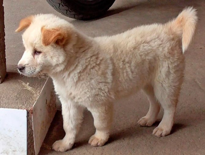 Тайский риджбек: все о собаке, фото, описание породы, характер, цена - kotiko.ru
