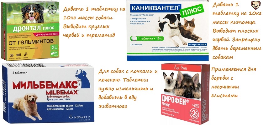 Увеличение объема живота – «ветеринар приедет!», г. москва