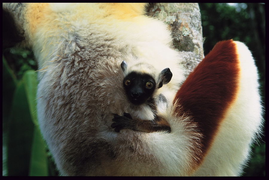 Кошачий, или кольцехвостый лемур (lemur catta)