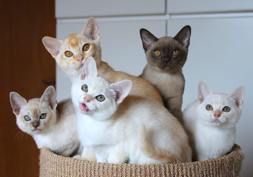 Бурманская кошка фото, описание породы бурма и характера, купить бурму и цена, отзывы