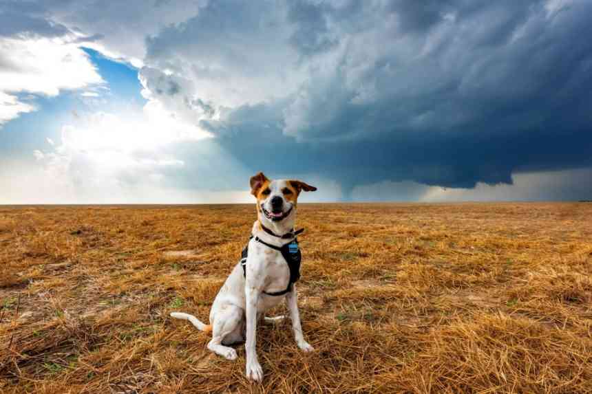 Почему собака боится грозы: основные причины, советы и рекомендации