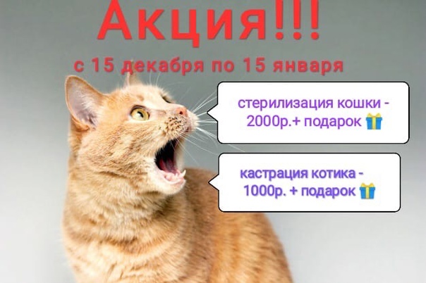 Кот постоянно мяукает и кричит: причины и способы лечения, коррекции | блог ветклиники "беланта"