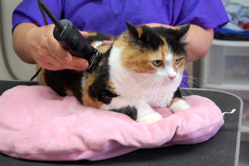 Стрижка котов: как подстригать котов дома? виды стрижек для кошек