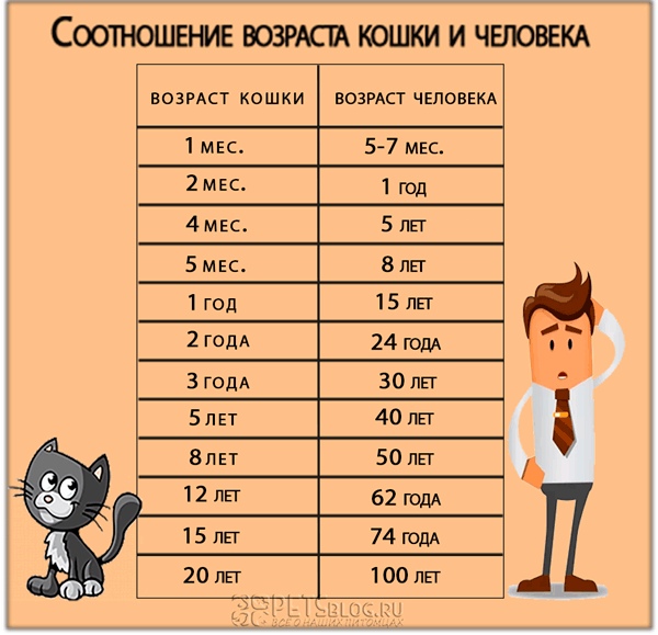 Кошачий возраст по человеческим меркам таблица фото на русском языке бесплатно