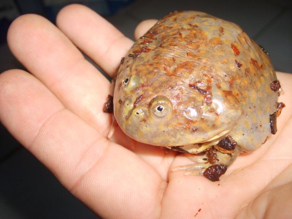 Рыба жаба "opsanus beta"