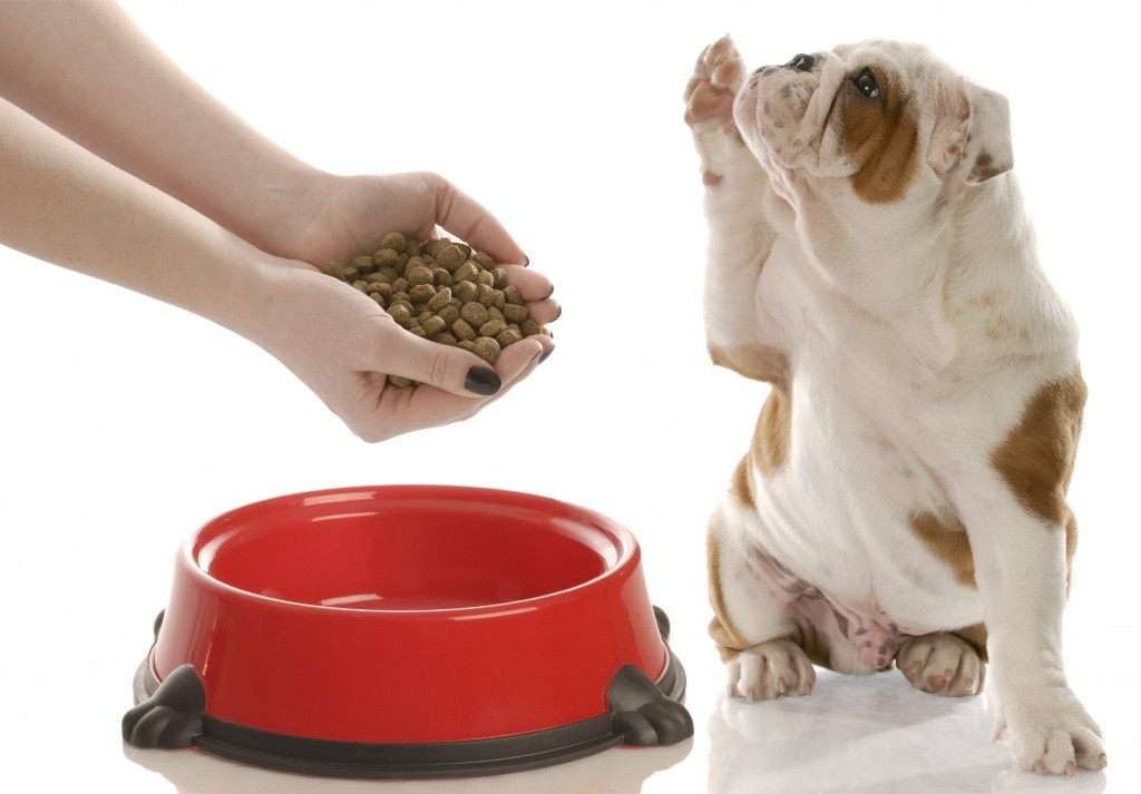 Почему собака не ест сухой корм — что делать, чем кормить собаку, если она не хочет есть сухой корм, отказывается после натуралки