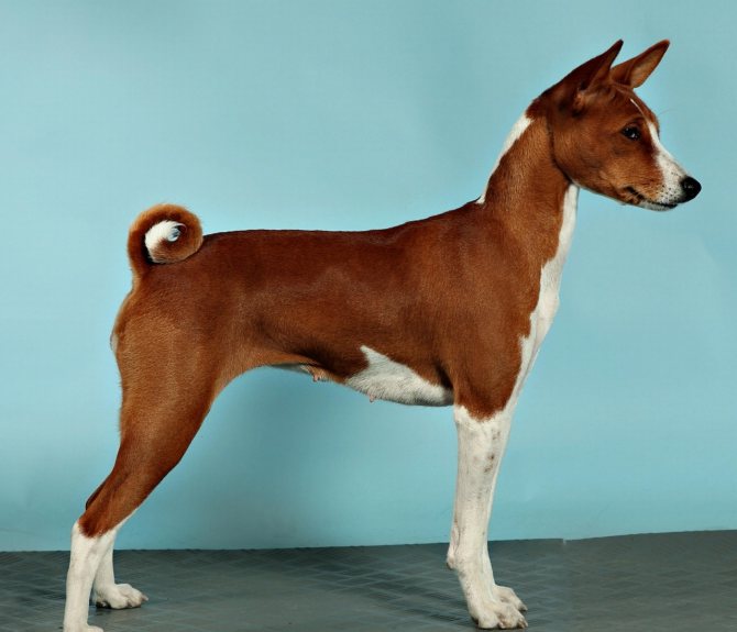 Басенджи — африканская нелающая собака