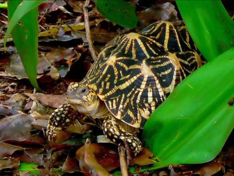 Гигантская черепаха живет до 200 лет: 10 самых долгоживущих существ на планете