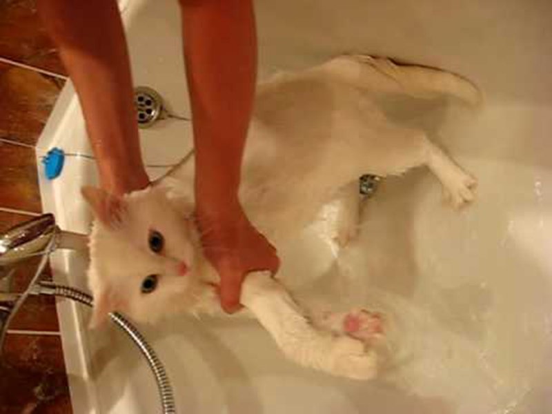 Через сколько можно мыть котов. Маленькие котята купаются. Кошка моется. Маленький котенок моется. Первое купание котенка.