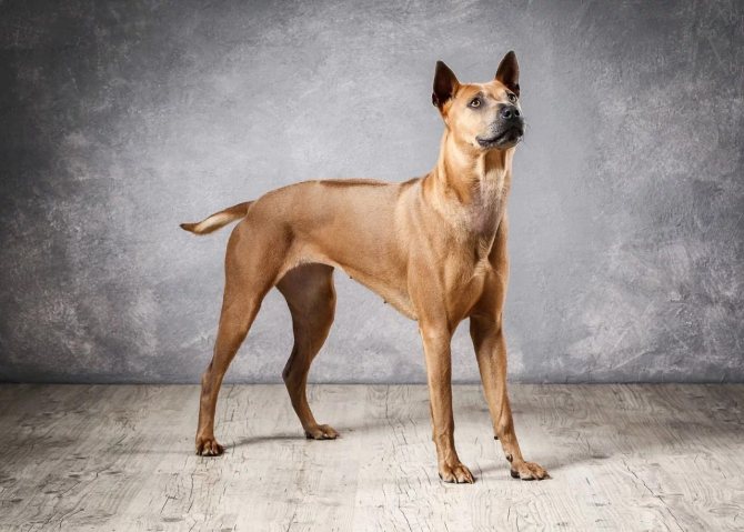 Тайский риджбек — собака охотничьего назначения