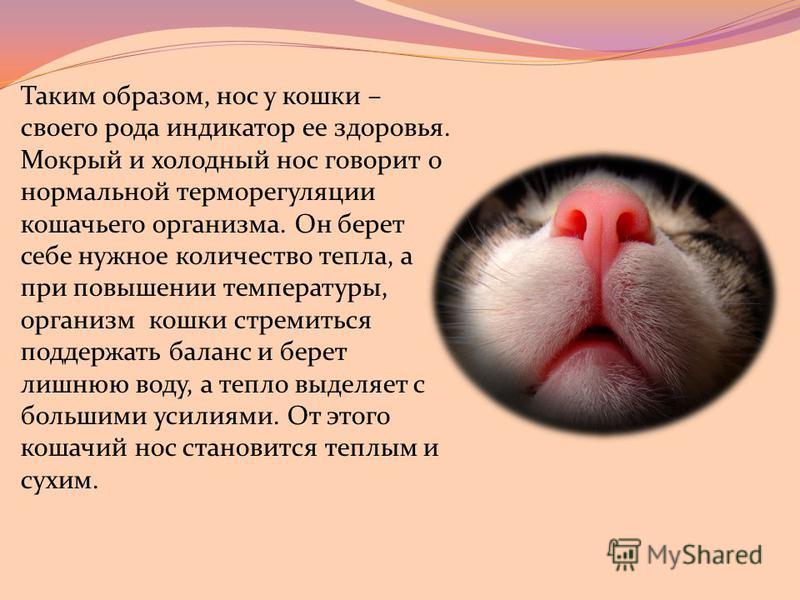 Какой должен быть нос у кошки: мокрый, холодный, сухой, горячий | luculentia.ru