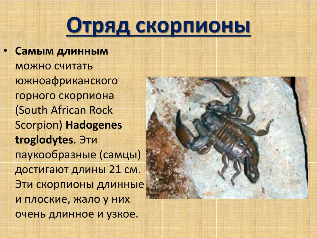Скорпионы: как выглядят, где обитают, чем питаются, виды, глаза