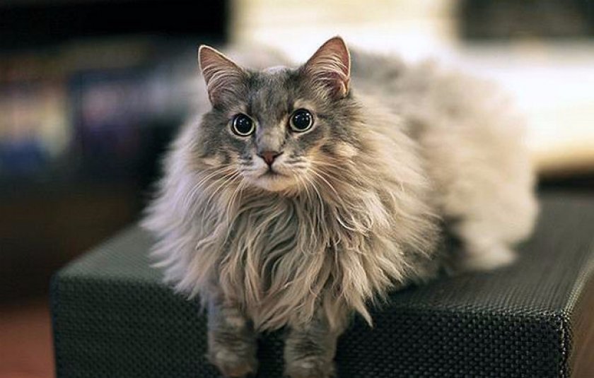 Породы пушистых кошек: аборигенные пухляши и искусственно выведенные шерстяные комочки.