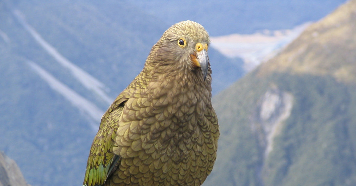 10 интересных фактов о попугаях