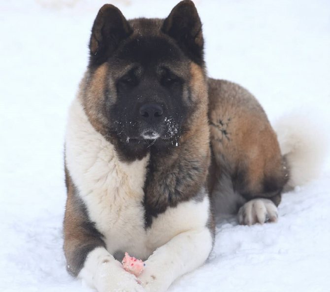 Акита-ину (88 фото): описание породы собак и характер, характеристика окрасов щенков и размеры. чем нужно кормить? отзывы владельцев