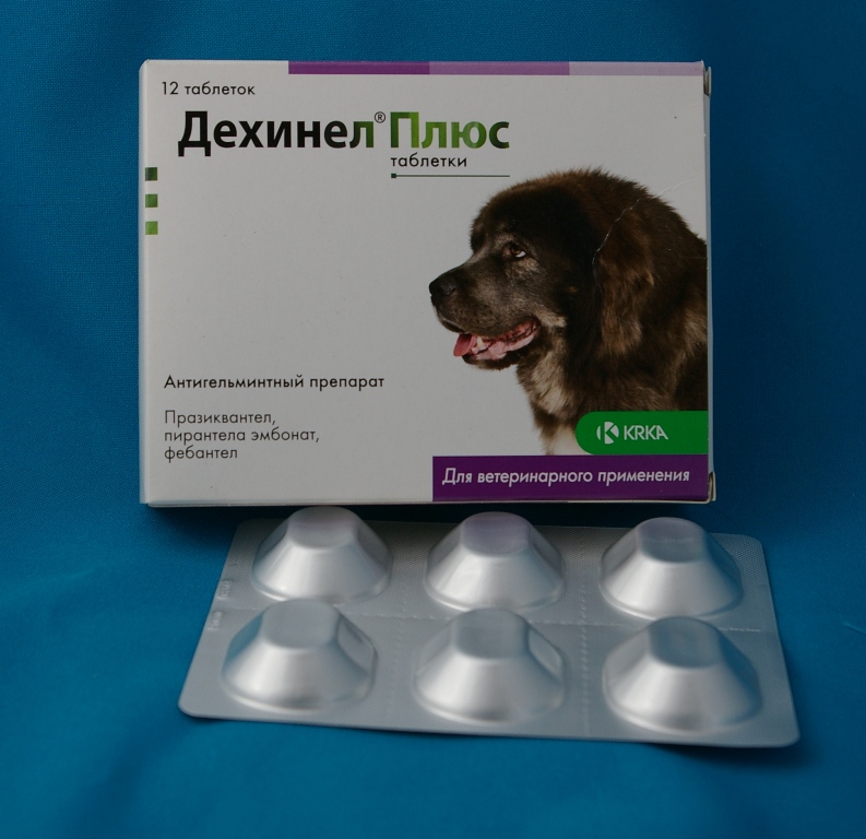 Аллергия у собак — симптомы, лечение и профилактика заболевания