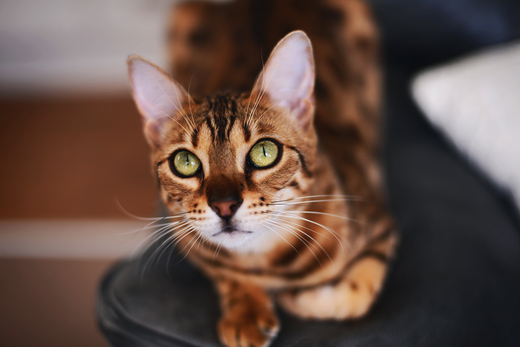 Азиатская табби: описание породы кошек и правила содержания