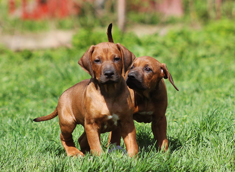 Родезийский риджбек: фото собаки, описание породы, щенки, спина, паук, львиная собака