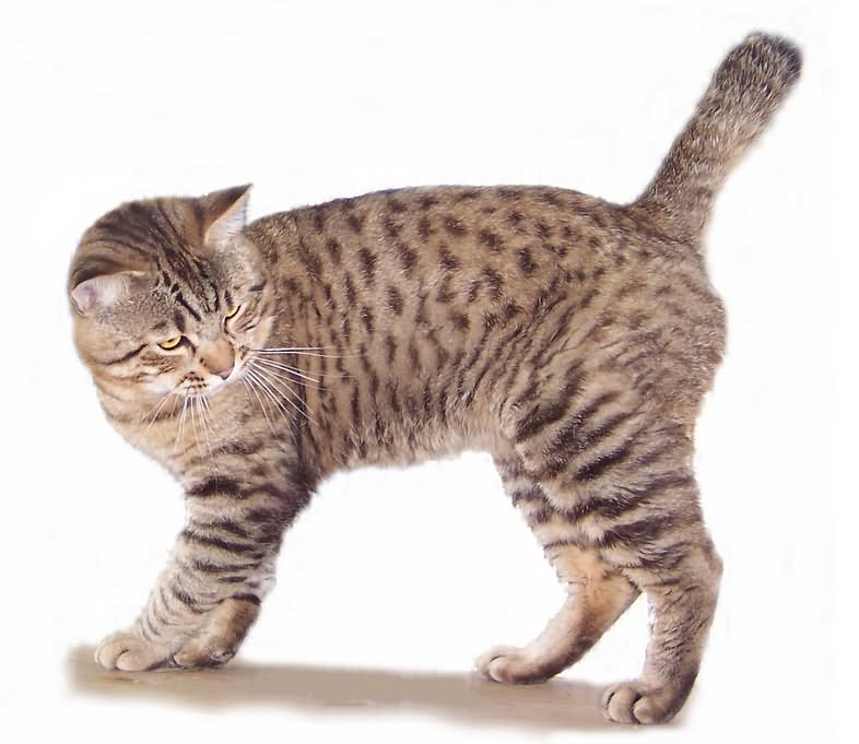 Порода кошек американский бобтейл, короткошерстный и длинношерстный, но без хвоста