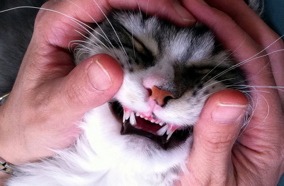 Когда у котят меняются зубы: симптомы и в каком возрасте
