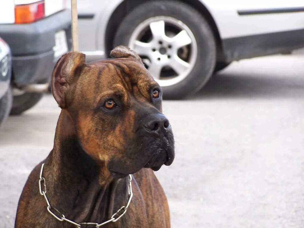 Бордоский дог: все о собаке, фото, описание породы, характер, цена