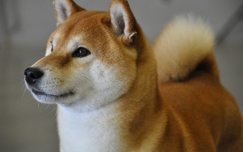 Сиба-ину: улыбающаяся собака с сердцем самурая
