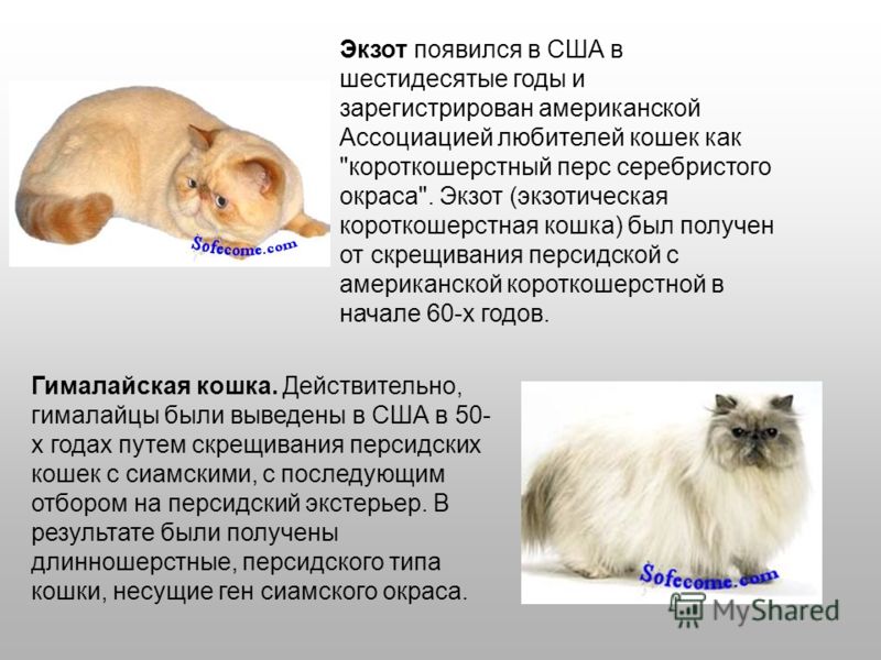 Особенности характера и описание кошек породы пиксибоб, уход за ними
