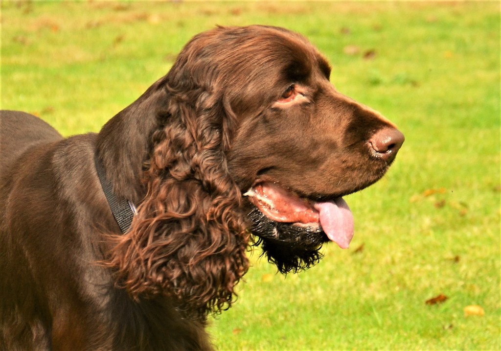 Английский кокер-спаниель: описание породы, характер собаки и щенка, фото, цена