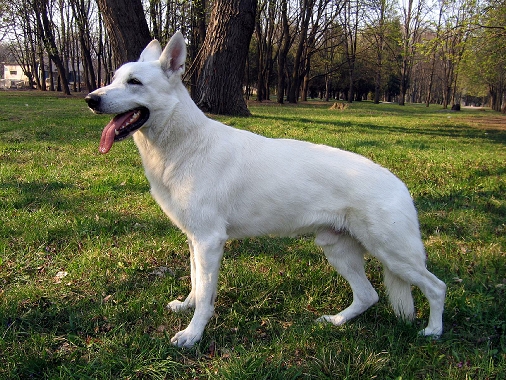 Самоедская собака: большая и пушистая умница