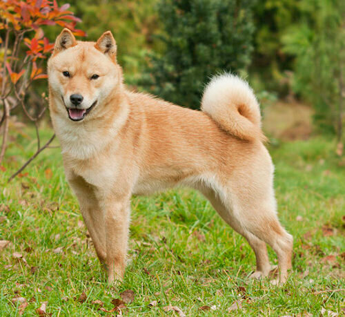 Японские породы собак - фото, названия и описание