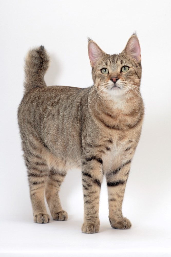 Пиксибоб: описание породы, фото кошки, цена
