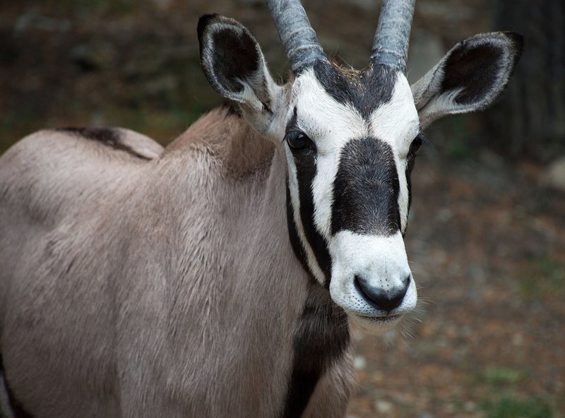 Орикс — oryx gazella