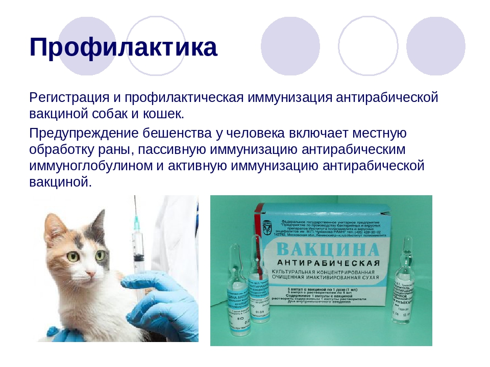 Прививка от бешенства кошке , когда делать, цена - зоомедик