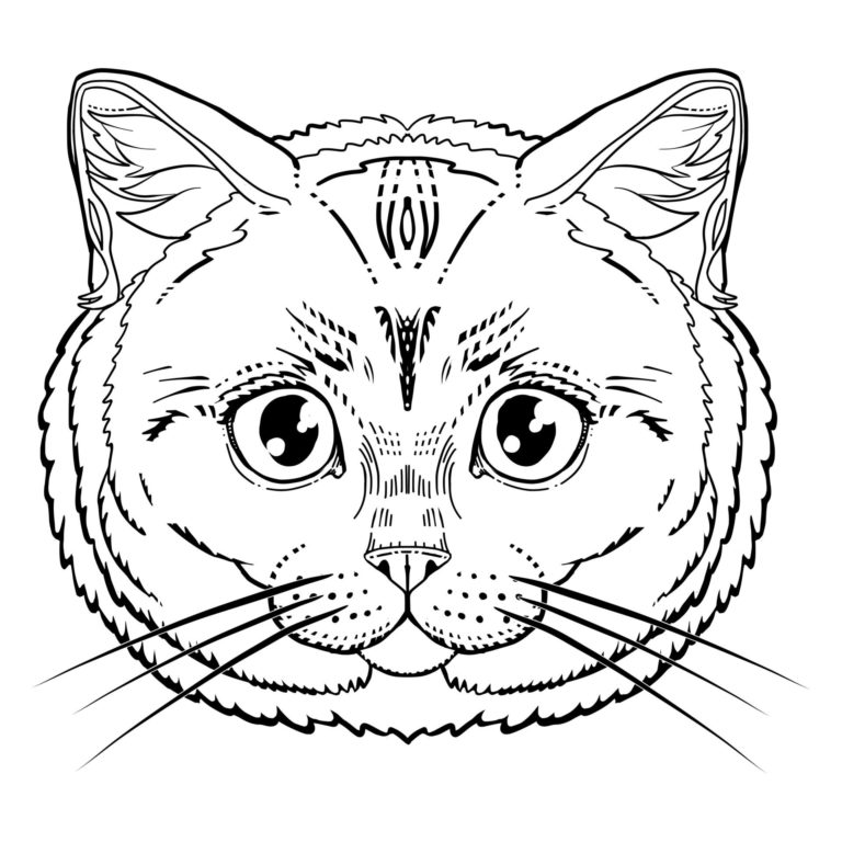 Как легко нарисовать красивую кошку простым карандашом поэтапно для начинающих: фото и картинки красиво нарисованных кошек карандашом, а также видео мастер-классы | qulady
