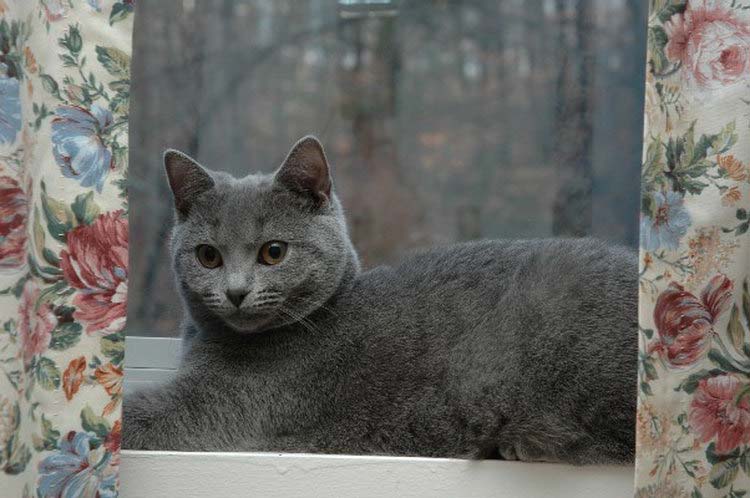Картезианская кошка (шартрез): описание породы, фото, характер, правила содержания, продолжительность жизни, цена котят + отзывы