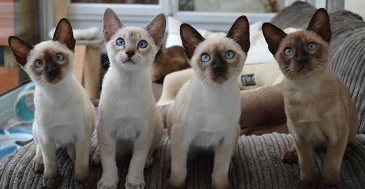 Тонкинские кошки (58 фото): описание котов породы тонкинез, особенности характера котят. цвет глаз тонкинских кошек. правила содержания