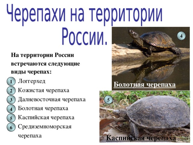 Домашние черепахи: какие бывают виды сухопутных и морских рептилий для содержания дома
