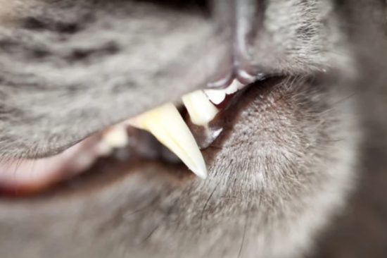 Причины и признаки заболеваний зубов у кошек