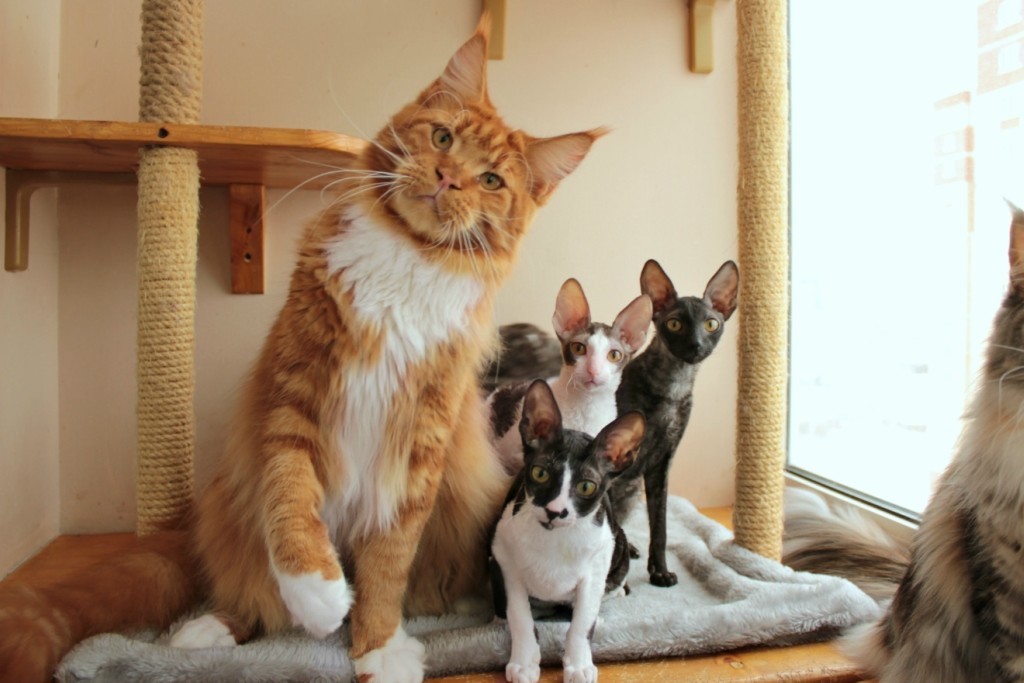 Кошки с кисточками на ушах: фото и названия домашних и диких кошачьих пород