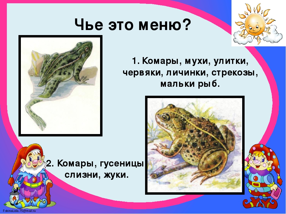 Чем жаба отличается от лягушки: основные отличия и характеристики :: syl.ru