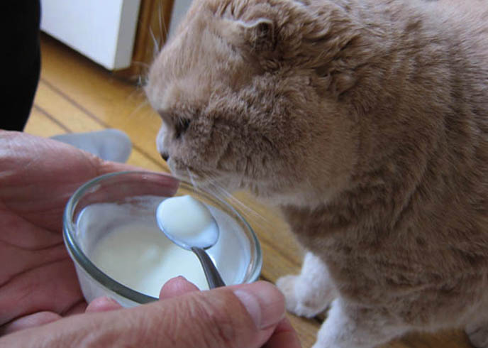 Сметана кошкам: полезные свойства кисломолочного продукта, возможный вред, правила ввода в рацион