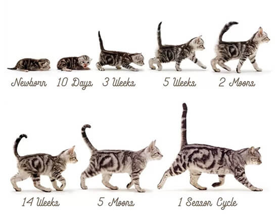 Как растут котята по месяцам: рацион, контроль веса