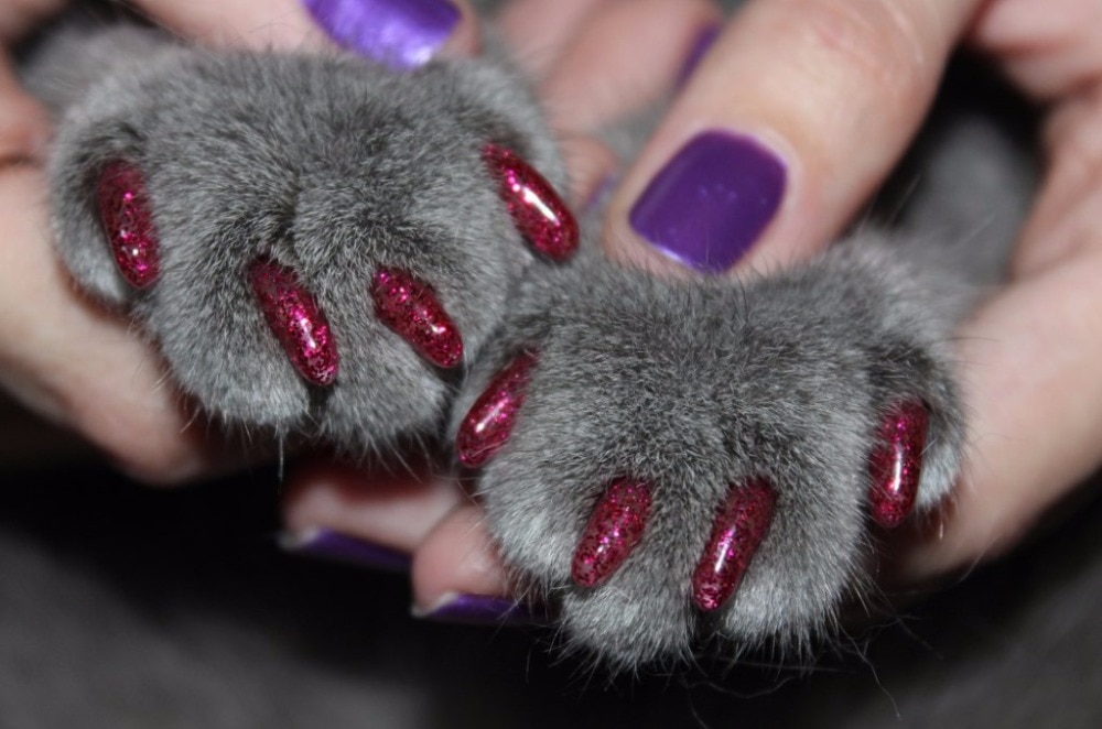 Силиконовые накладки на когти для кошек: какие лучше