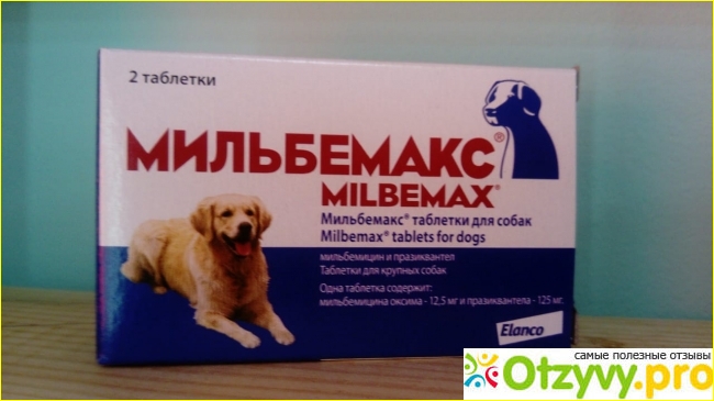 10 препаратов от глистов (антигельминтных) для собак: таблетки, капли, уколы