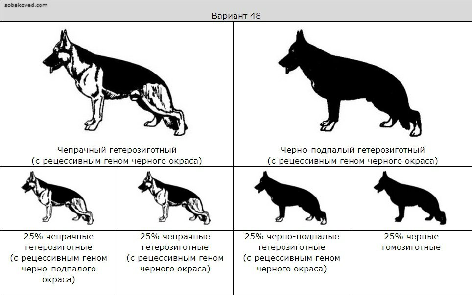 Немецкая овчарка: характеристика и описание породы, информация об особенностях поведения и характере собаки