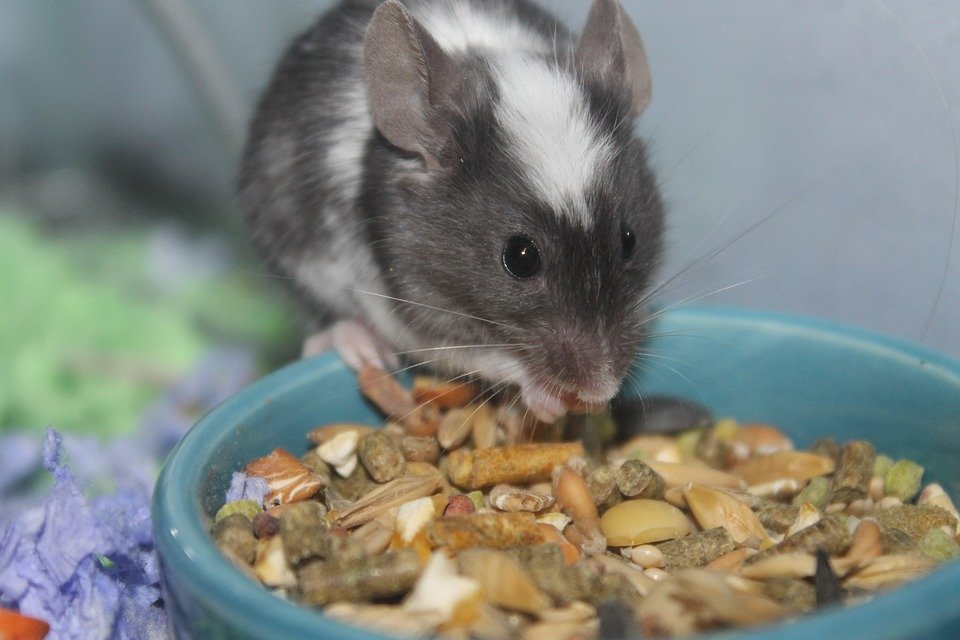 Чем кормить грызунов? подробный гайд по кормлению крыс, мышей, хомячков и морских свинок - интернет зоомагазин зоосити - zoo61 - страница статьи