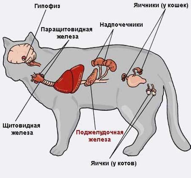 Органы кошки. Строение эндокринной системы животных. Строение желез внутренней секреции собаки. Эндокринная система животных схема. Эндокринная система коровы схема.