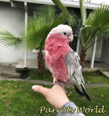 Розовый какаду : фото, видео, содержание и размножение