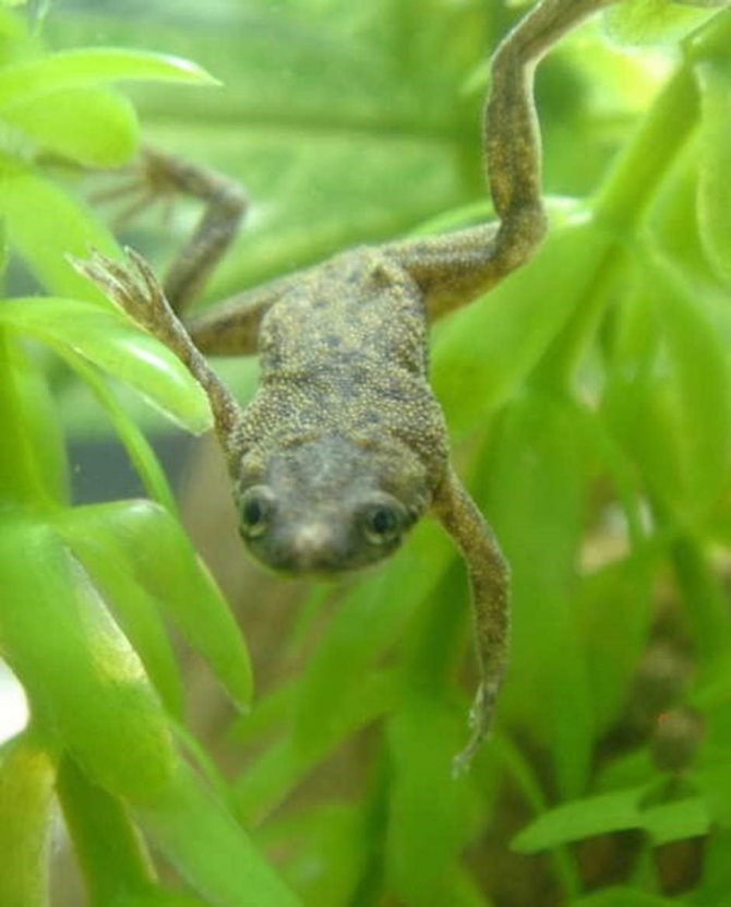 Чем кормить аквариумных лягушек - oozoo.ru