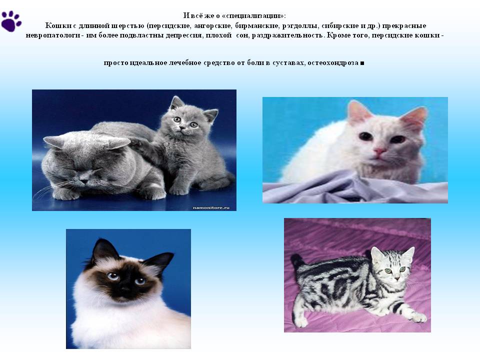 Сибирские кошки (64 фото): описание котов сибирской породы. как выглядят котята и какой у них характер? как выбрать корм для сибиряков? сколько живут кошки?